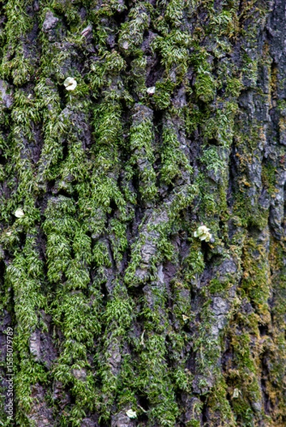 Fototapeta Close-up of tree trunk and bark
