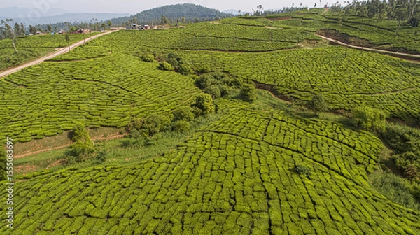 Fototapeta tea field and harvesting view from above
