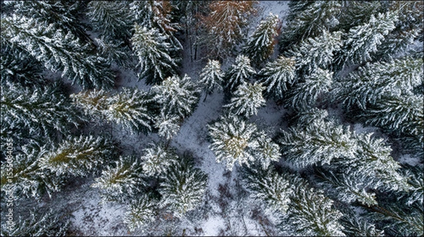 Fototapeta Aerial top view winter forest with fresh snow and white trees in rural Sheregesh, Drone photo