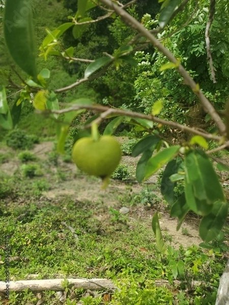 Fototapeta Green Fruit on the Branch: Capture the serene beauty of nature with this eye-level shot, highlighting a vibrant green fruit suspended gracefully from a tree branch.