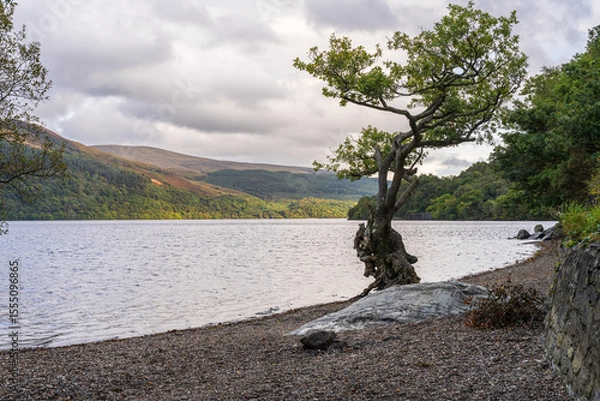 Fototapeta View of Loch Lomond from Firkin Point, Scotland, UK