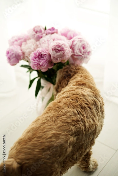 Obraz Golden dog sniffing large pink peony bouquet in white vase indoors