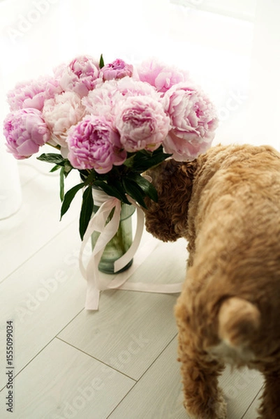 Obraz A dog exploring a vase of vibrant pink peonies on a light wooden floor