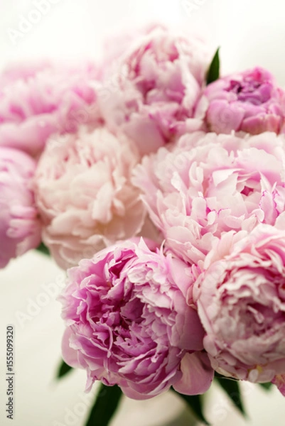 Obraz Close-up of Fresh Pink Peony Flowers in Bloom Against a Soft Background