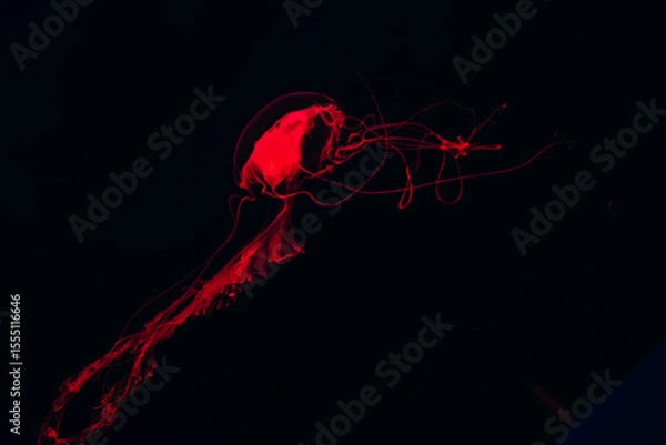 Obraz Bright red jellyfish gliding through the dark waters of an aquarium at night