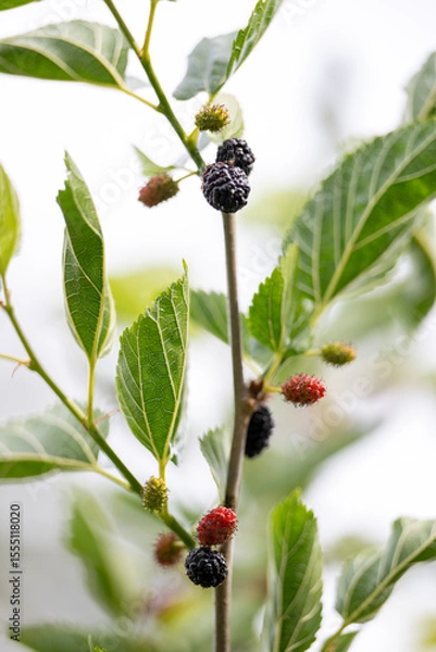 Obraz Close up of Ever-bearing Red Mulberry Shrub with Red and Black Berries