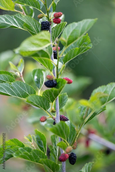Obraz Close up of Ever-bearing Red Mulberry Shrub with Red and Black Berries