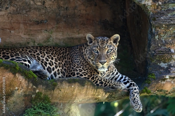 Fototapeta portrait of a Javanese leopard resting