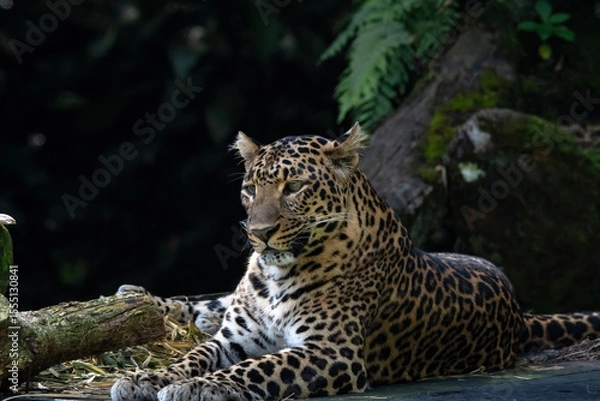 Fototapeta portrait of a Javanese leopard resting
