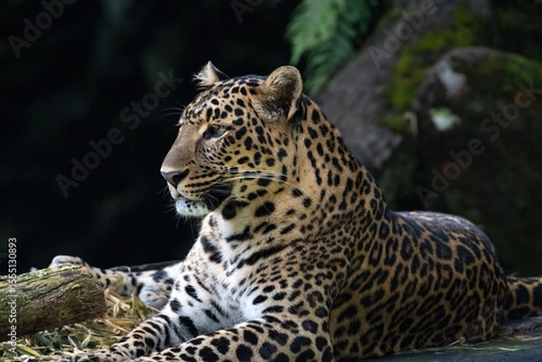Fototapeta portrait of a Javanese leopard resting