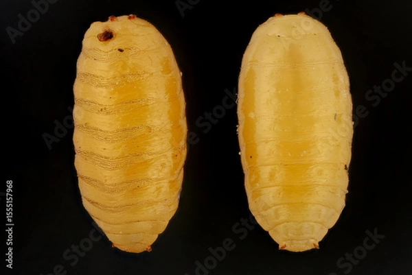 Fototapeta Pupae of Rhagoletis cerasi (European cherry fruit fly) on a black background. Commonly found worms in fruits. Macro photography with great depth of field and detail.