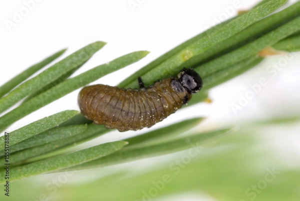 Fototapeta Larva of Spotted asparagus beetle (Crioceris duodecimpunctata) on asparagus. Pest of cultivated vegetables.