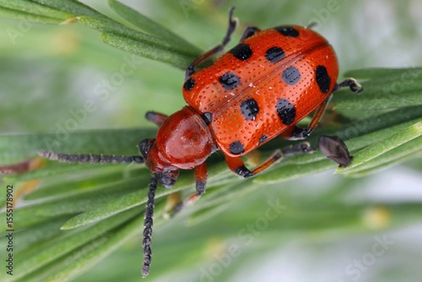 Fototapeta Spotted asparagus beetle (Crioceris duodecimpunctata) on asparagus. Pest of cultivated vegetables.
