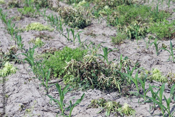 Fototapeta Weed control in corn crop. Effect of using herbicide, pesticides on weeds in the field.