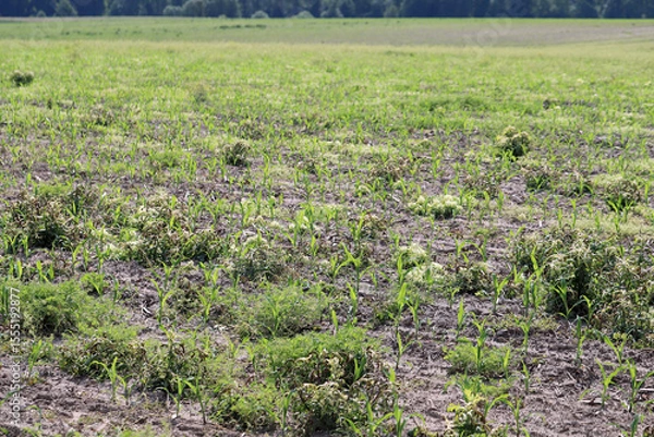 Fototapeta Weed control in corn crop. Effect of using herbicide, pesticides on weeds in the field.