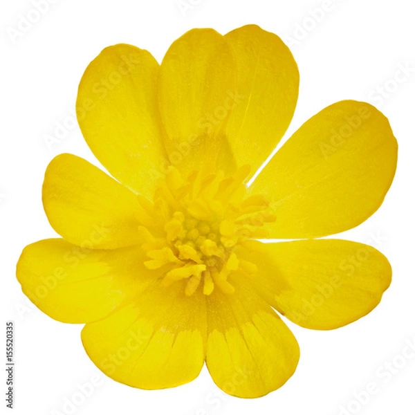 Obraz A blossoming buttercup flower is photographed macro. Isolated on white background.