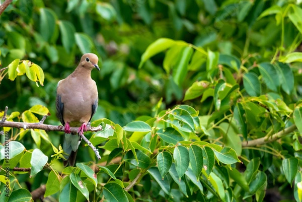 Obraz Mourning Dove