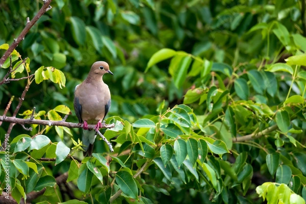 Obraz Mourning Dove