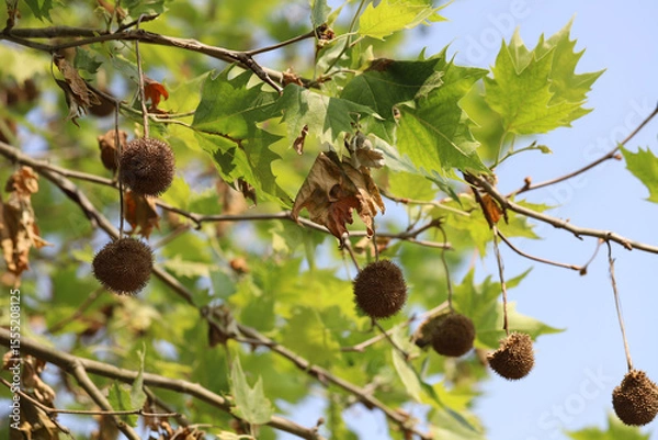 Fototapeta Anthracnose on London Plane trees. A fungal disease caused by Apiognomonia veneta plant pathogen. A tree in the park with symptoms of disease.