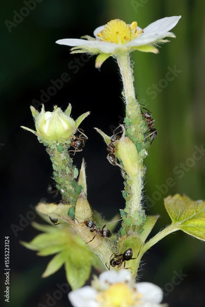 Fototapeta Aphids (greenfly) and ants tending them on strawberry flowers. Macro photography with great detail.