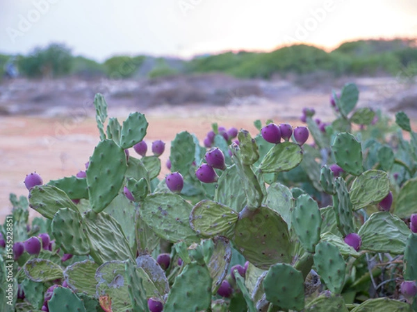 Fototapeta Violet opuntia fruit or prickly pear edible cactus fruit growing outdoors at the Mediterranean seaside in Ayia Napa, Cyprus.