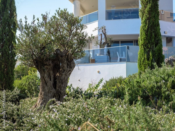 Fototapeta Old olive tree with rough textured wide trunk and a small crown grows near modern white building in Larnaca, Cyprus. Natural heritage concept