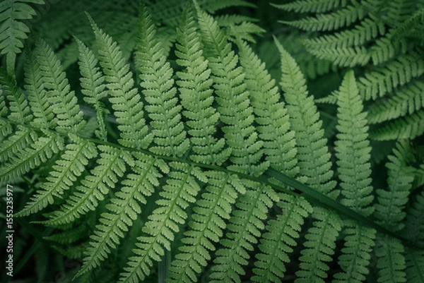 Fototapeta Delicate fern plants with slender stems and feathery leaves in the forest, captured in soft focus with a dreamy, natural atmosphere.