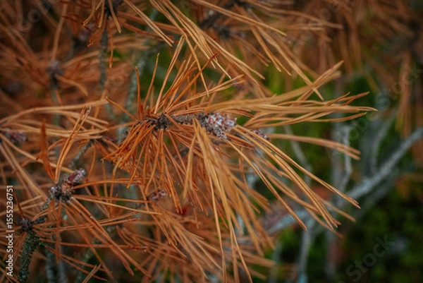 Fototapeta A detailed view of dry, orange-brown pine needles on a branch with textured twigs and a blurred green background for natural contrast.
