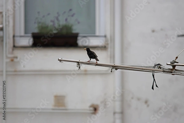 Fototapeta A bird with a worm in its mouth on a clothesline. Urban fauna.