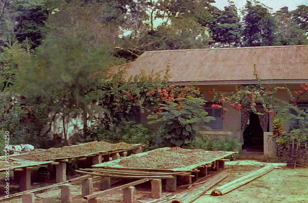 Fototapeta Cocoa beans drying on racks in Ghana, Africa c.1960