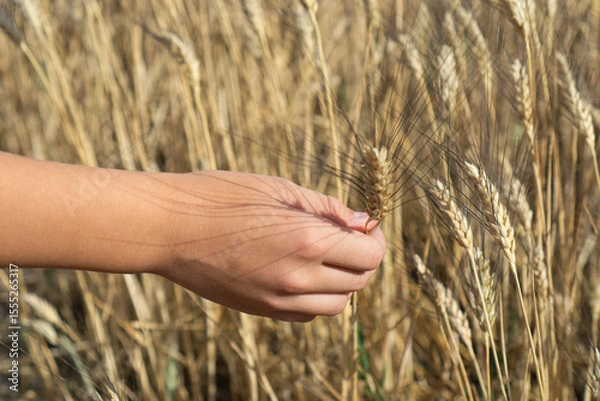 Fototapeta A boys hand gently holding a single head of ripe wheat in a golden field on a sunny day, symbolizing harvest and sustenance, concept of agriculture, food production, rural life