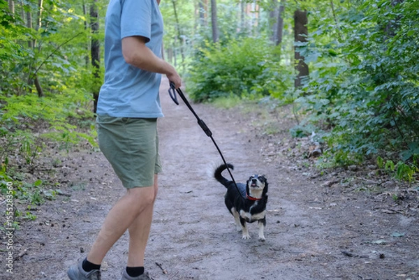 Fototapeta Man interacts with a small dog on a leash during a walk in a green forest area, standing on a dirt path.