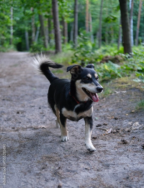 Fototapeta Close-up of a small black and tan dog walking freely on a forest trail, with trees and green foliage in the background.