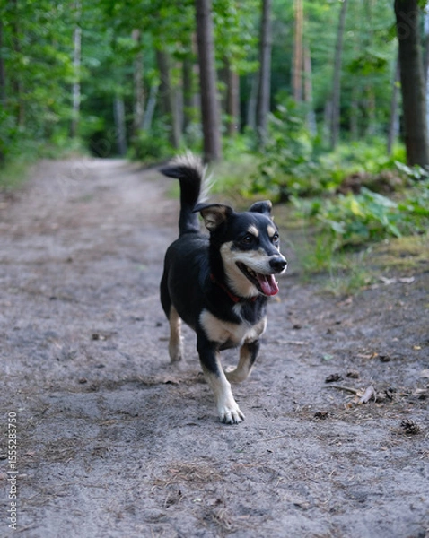 Fototapeta Energetic small dog runs on a forest path, surrounded by lush greenery and tall trees in natural light.