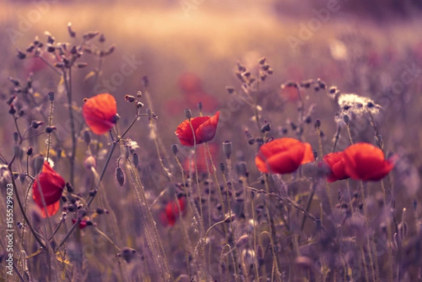Obraz Czerwone maki (poppies), kwiaty polne, letnia polana, efekt bokeh. Tło kwiatowe lub tapeta do projektu