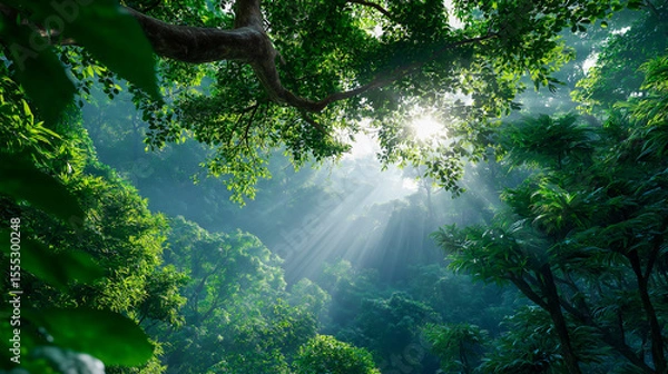 Obraz Sunlight streaming through dense tropical jungle canopy in lush green forest