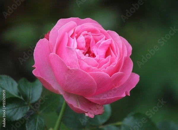 Obraz Dark background with a bright pink rose bud in a summer garden. Beautiful natural background. Delicate petals. Fragrant rose bud in close-up. pink rose in garden. 