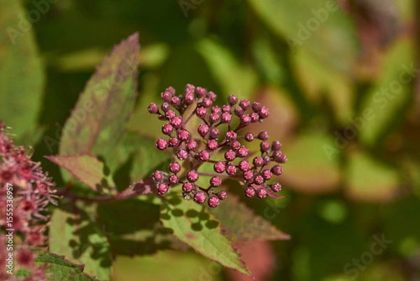 Fototapeta Spiraea japonica (lat. Spiraea japonica) is a species of deciduous ornamental shrubs. Close-up of a flowering spiraea japonica inflorescence against a background of green foliage.