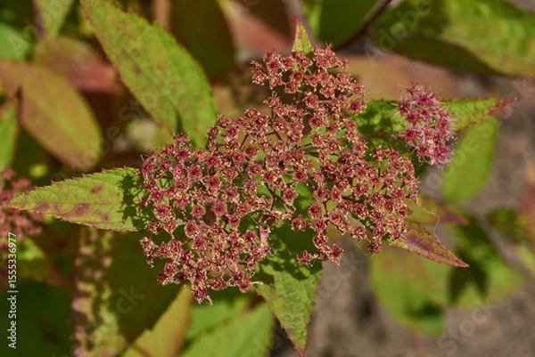 Fototapeta Spiraea japonica (lat. Spiraea japonica) is a species of deciduous ornamental shrubs. Close-up of a flowering spiraea japonica inflorescence against a background of green foliage.