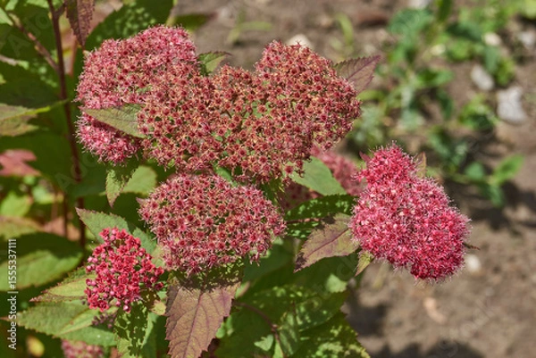 Fototapeta Spiraea japonica (lat. Spiraea japonica) is a species of deciduous ornamental shrubs. Close-up of a flowering spiraea japonica inflorescence against a background of green foliage.