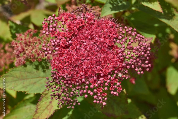 Fototapeta Spiraea japonica (lat. Spiraea japonica) is a species of deciduous ornamental shrubs. Close-up of a flowering spiraea japonica inflorescence against a background of green foliage.