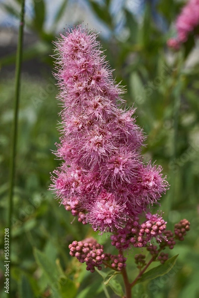 Fototapeta Willow-leaved spirea (lat. Spiraea salicifolia). Close-up of a flowering inflorescence of willow-leaved spirea on a background of green foliage.