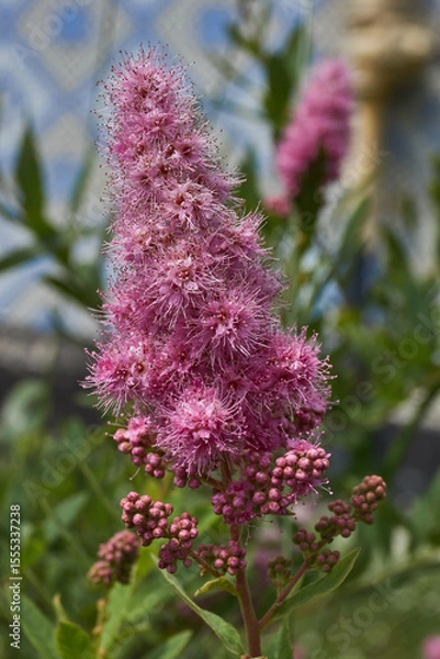 Fototapeta Willow-leaved spirea (lat. Spiraea salicifolia). Close-up of a flowering inflorescence of willow-leaved spirea on a background of green foliage.