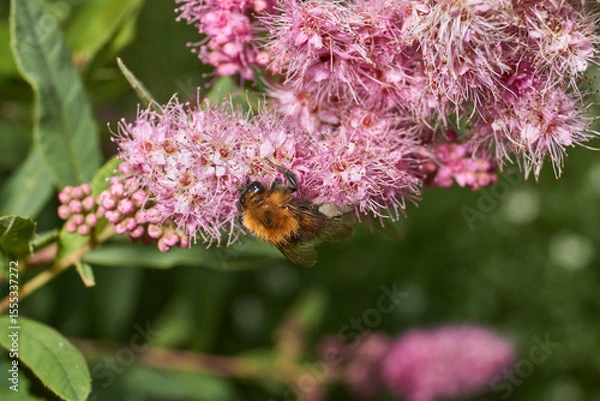 Fototapeta Willow-leaved spiraea (lat. Spiraea salicifolia). The bumblebee collects pollen and nectar on the flowering inflorescence of the willow-leaved spiraea.