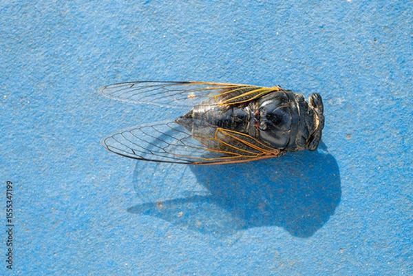 Obraz top view cicada on the floor