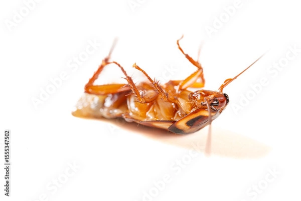 Obraz angle view dying cockroach with its belly burst open and rotating on a white background closeup
