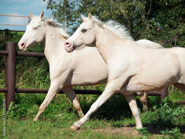 Fototapeta cream ride ponys running in paddock