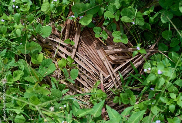 Fototapeta Dry coconut leaf overtaken by lush green weeds in natural setting