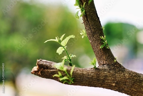 Fototapeta New sprout emerging from cut tree branch