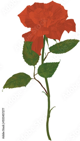 Obraz Red rose drawing 